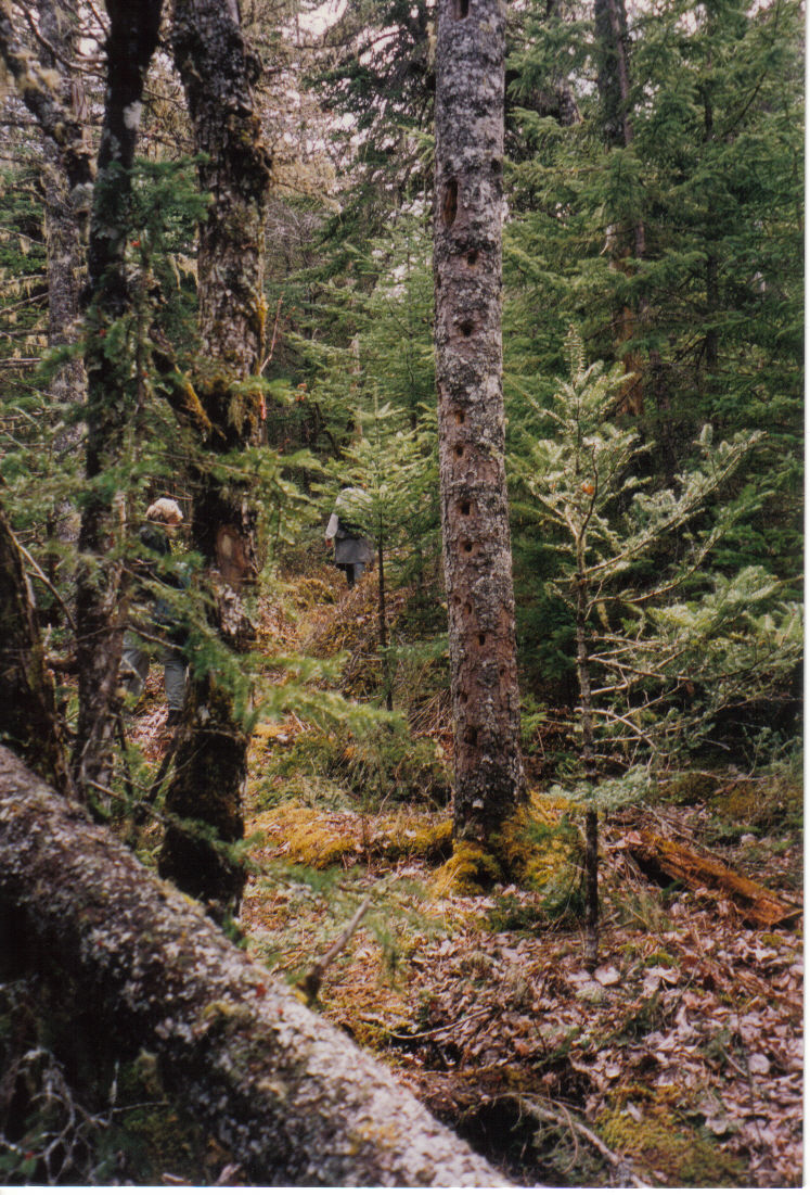 wv-d7020383ce.jpg